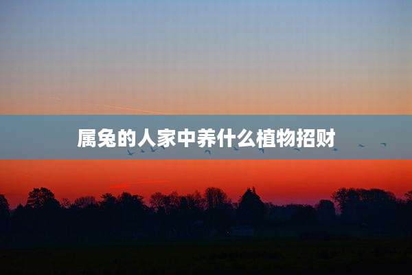 属兔的人家中养什么植物招财