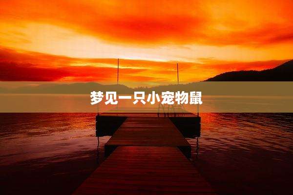梦见一只小宠物鼠