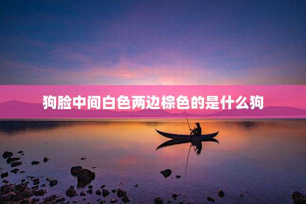 狗脸中间白色两边棕色的是什么狗