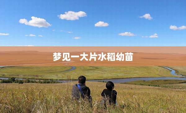 梦见一大片水稻幼苗