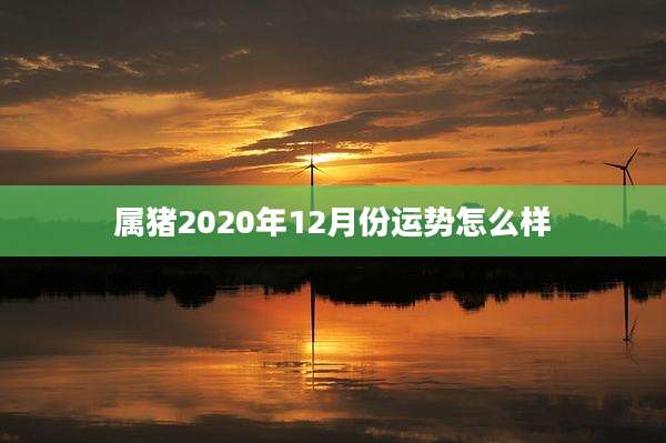 属猪2020年12月份运势怎么样