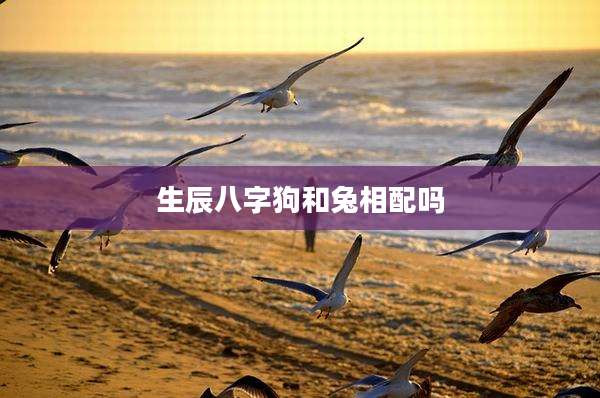 生辰八字狗和兔相配吗