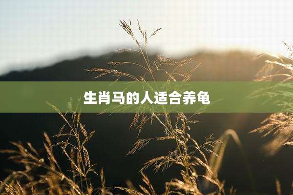 生肖马的人适合养龟