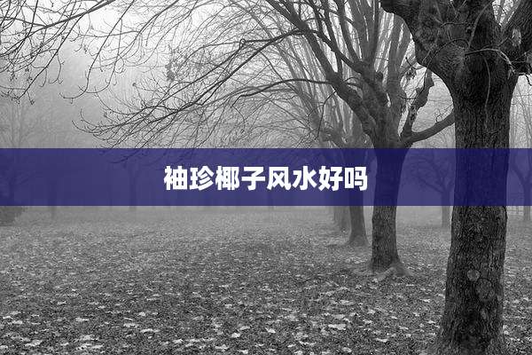 袖珍椰子风水好吗