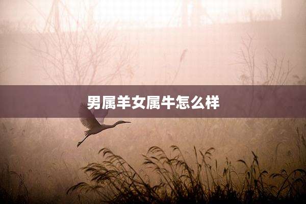 男属羊女属牛怎么样