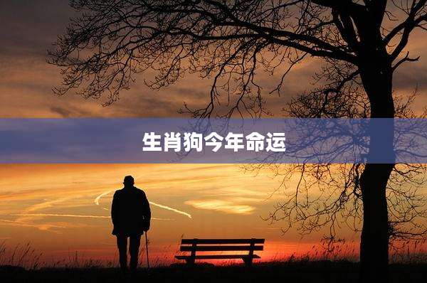 生肖狗今年命运