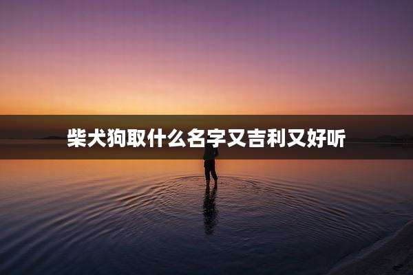 柴犬狗取什么名字又吉利又好听
