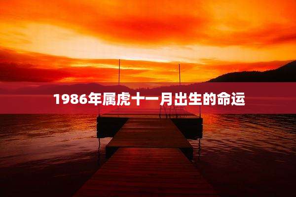 1986年属虎十一月出生的命运