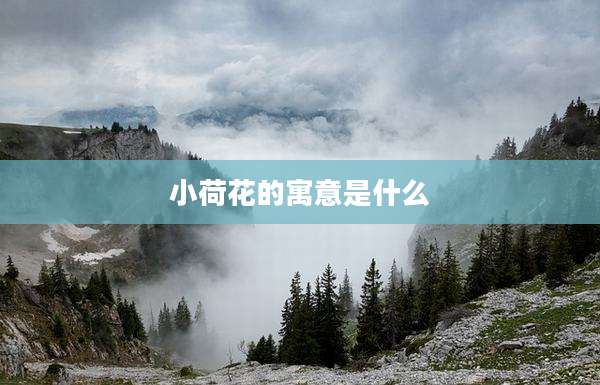 小荷花的寓意是什么