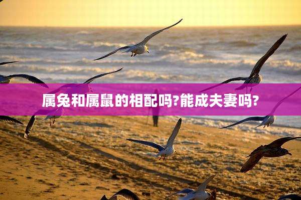 属兔和属鼠的相配吗?能成夫妻吗?