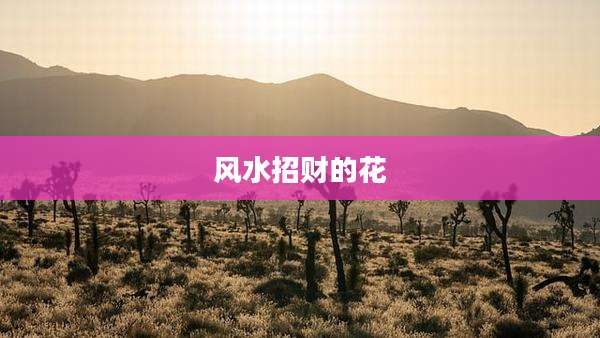 风水招财的花