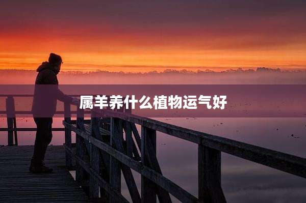 属羊养什么植物运气好
