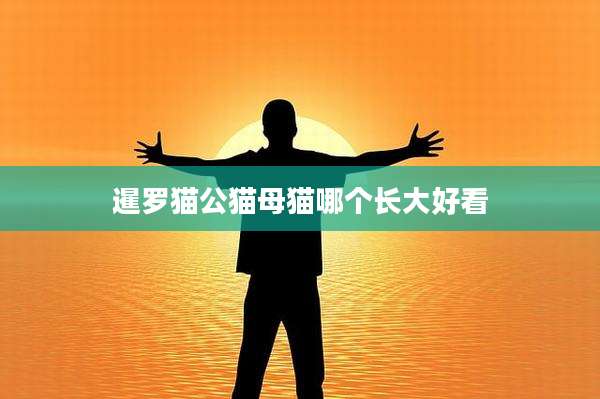 暹罗猫公猫母猫哪个长大好看