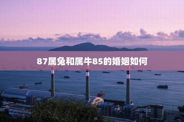87属兔和属牛85的婚姻如何