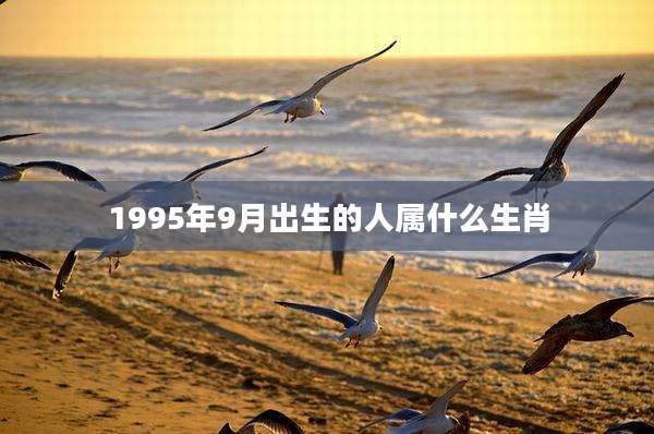 1995年9月出生的人属什么生肖