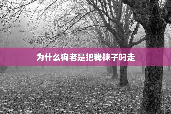 为什么狗老是把我袜子叼走