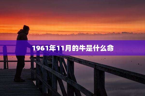 1961年11月的牛是什么命