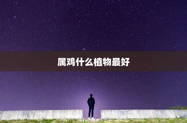 属鸡什么植物最好