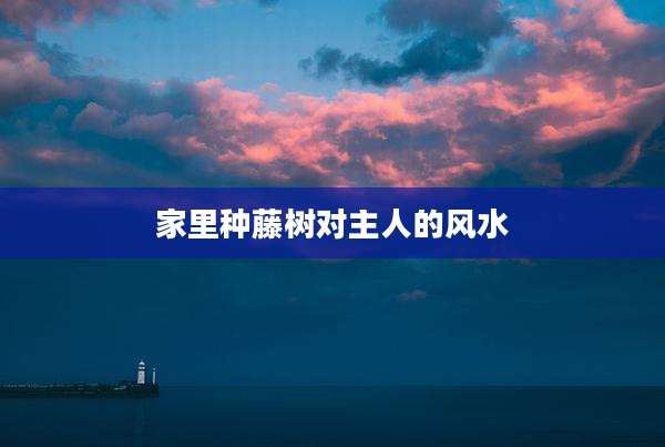 家里种藤树对主人的风水