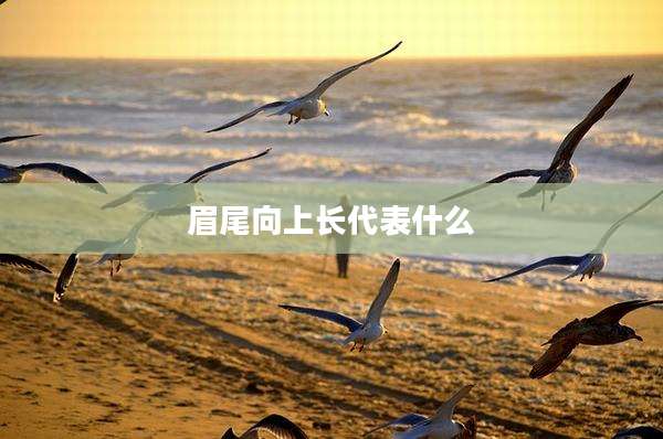 眉尾向上长代表什么