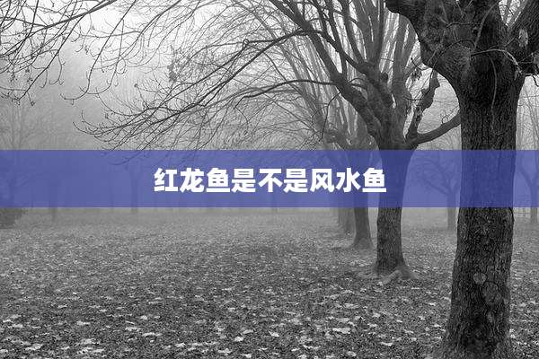 红龙鱼是不是风水鱼