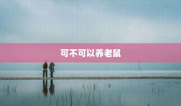 可不可以养老鼠