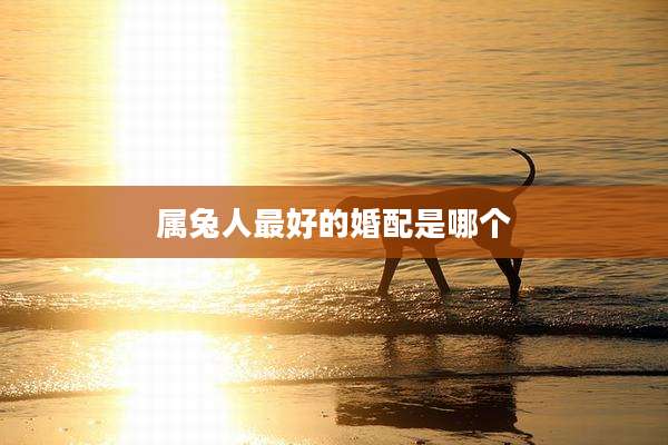 属兔人最好的婚配是哪个
