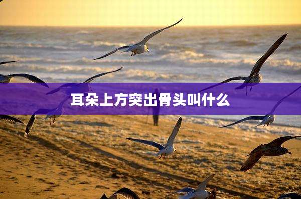 耳朵上方突出骨头叫什么