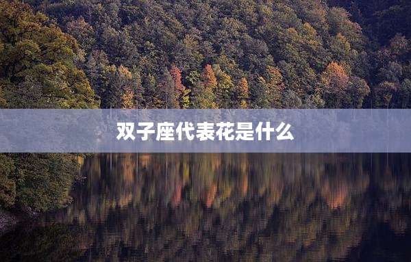 双子座代表花是什么