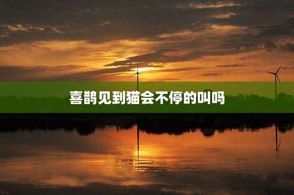 喜鹊见到猫会不停的叫吗