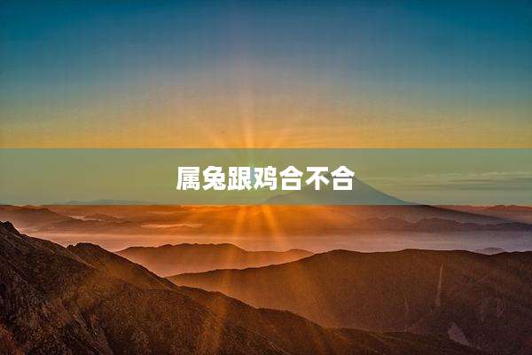 属兔跟鸡合不合