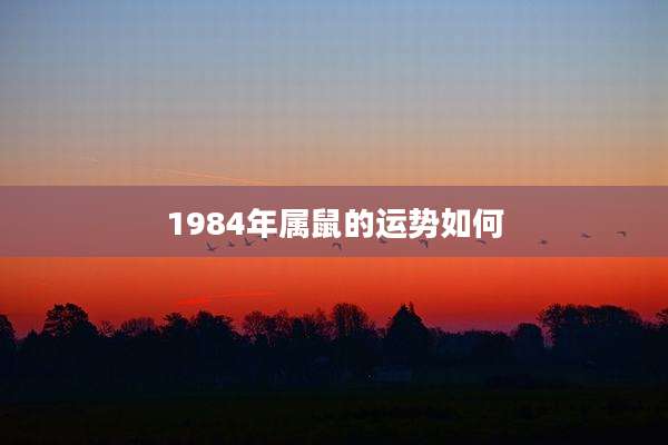 1984年属鼠的运势如何