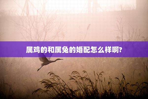 属鸡的和属兔的婚配怎么样啊?
