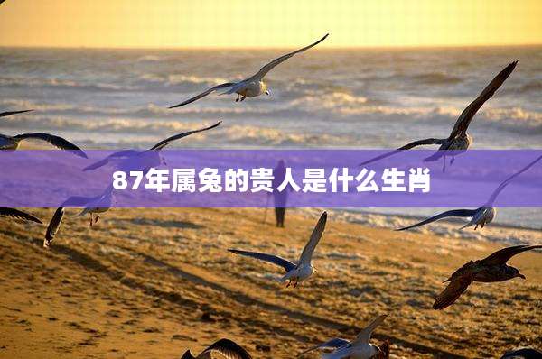 87年属兔的贵人是什么生肖