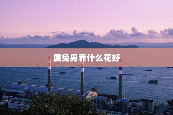 属兔男养什么花好