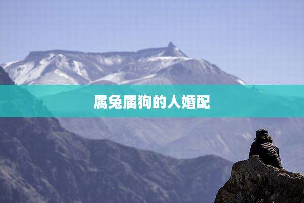 属兔属狗的人婚配