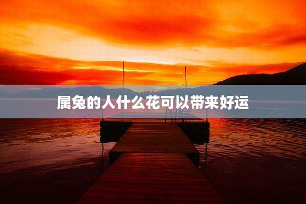 属兔的人什么花可以带来好运