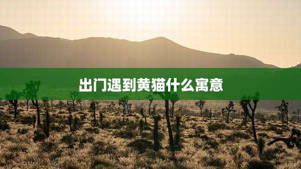 出门遇到黄猫什么寓意
