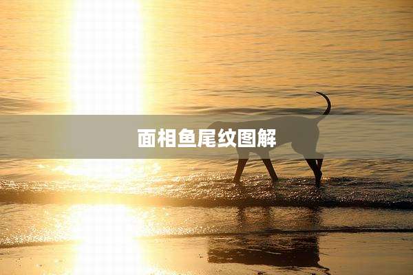 面相鱼尾纹图解
