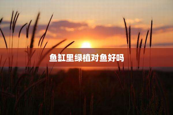 鱼缸里绿植对鱼好吗
