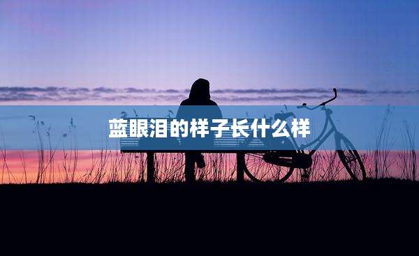蓝眼泪的样子长什么样