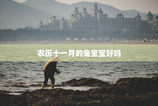 农历十一月的兔宝宝好吗