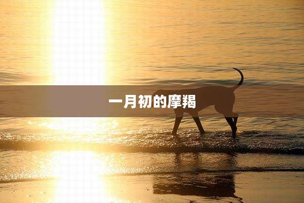 一月初的摩羯