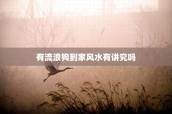 有流浪狗到家风水有讲究吗