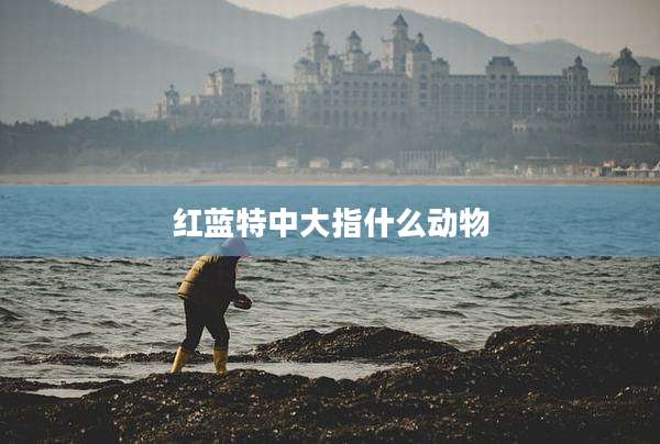 红蓝特中大指什么动物