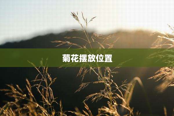 菊花摆放位置