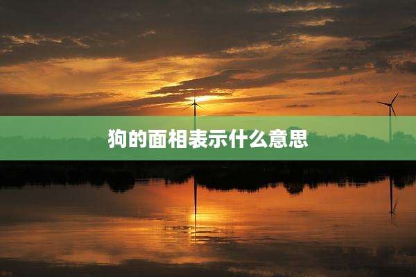 狗的面相表示什么意思