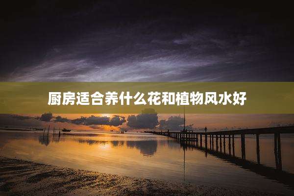 厨房适合养什么花和植物风水好