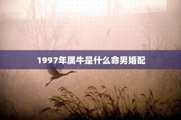 1997年属牛是什么命男婚配