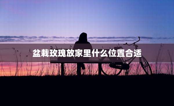 盆栽玫瑰放家里什么位置合适